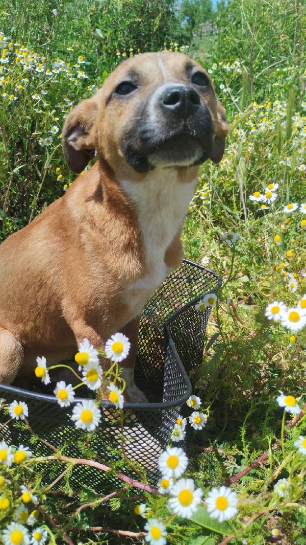 UMA SPLENDIDA DOLCE CUCCIOLA CERCA CASA  Foto 5